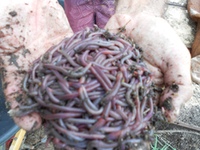 Eco Valley Worms  Composting Worms, Fishing Worms, Worm Farms