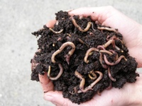 http://www.australianorganicdirectory.com.au/sites/114/images/swfimage_eco%20valley%20worms3_1.jpg